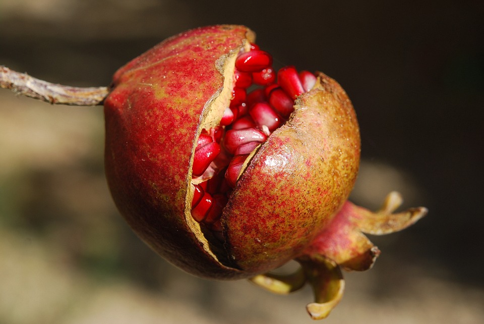 Keys to preventing cracking of pomegranate fruit in order to achieve optimum crop value
